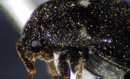 Attagenus pellio